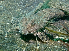 Dactylopus kuiteri