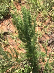 Asparagus schroederi