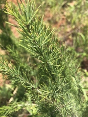 Asparagus schroederi