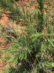 Asparagus schroederi