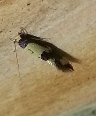 Opogona comptella