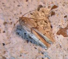 Blastobasis taurusella