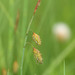 Carex limosa - Photo (c) V.S. Volkotrub, algunos derechos reservados (CC BY-NC), subido por V.S. Volkotrub