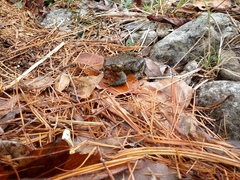 Bufo stejnegeri