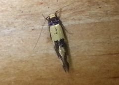 Opogona comptella