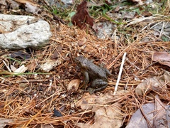 Bufo stejnegeri