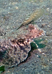 Dactylopus kuiteri