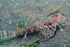 Dactylopus kuiteri