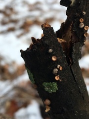 Porodisculus pendulus