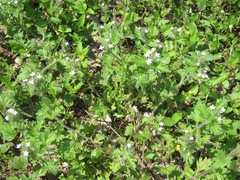 Glandularia quadrangulata