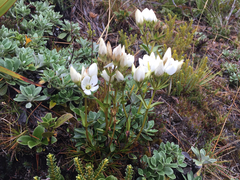Gentianella bellidifolia