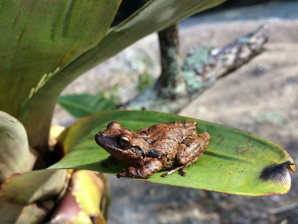 Goeldi's Frog