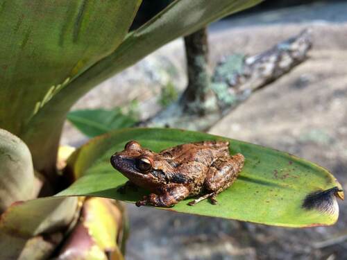 Colonia Alpina Treefrog, Fritziana goeldii