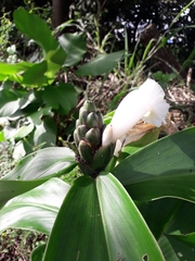 Costus arabicus