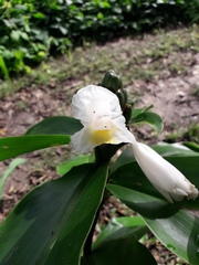 Costus arabicus