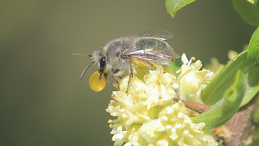  Abeja Colletes cyanescens, hembra. Realizando burbujamiento