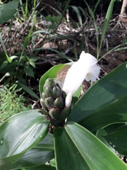 Costus arabicus