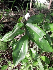 Costus arabicus