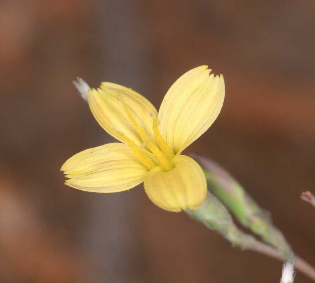 Lactuca tetrantha