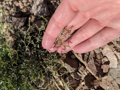 Fagonia laevis