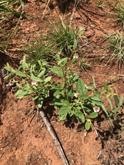 Hermannia glanduligera