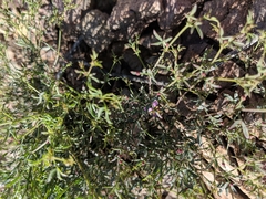 Fagonia laevis