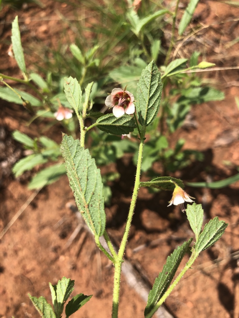 Hermannia glanduligera