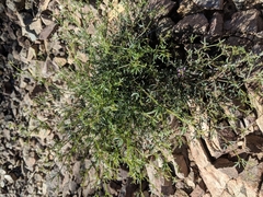 Fagonia laevis