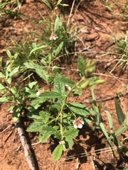 Hermannia glanduligera
