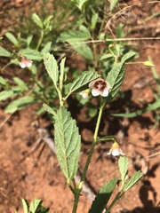 Hermannia glanduligera