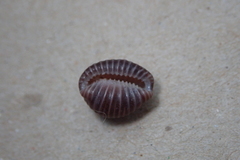 Pseudopusula californiana