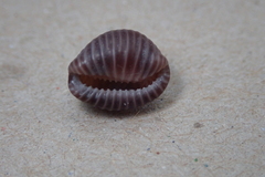 Pseudopusula californiana