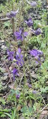 Delphinium parryi maritimum