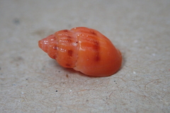 Amphissa versicolor