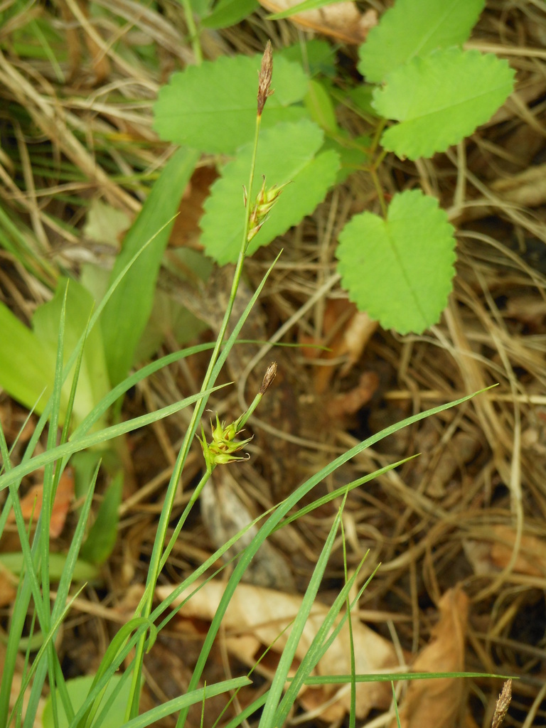 Longbeak sedge