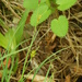 Carex longerostrata - Photo (c) V.S. Volkotrub, osa oikeuksista pidätetään (CC BY-NC), lähettänyt V.S. Volkotrub