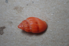 Amphissa versicolor