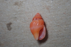Amphissa versicolor