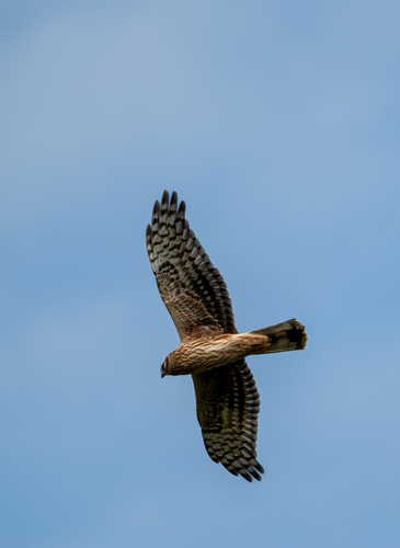 Aguilucho pálido (Circus cyaneus)