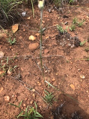 Gladiolus permeabilis edulis