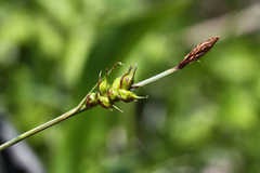 Carex longirostrata