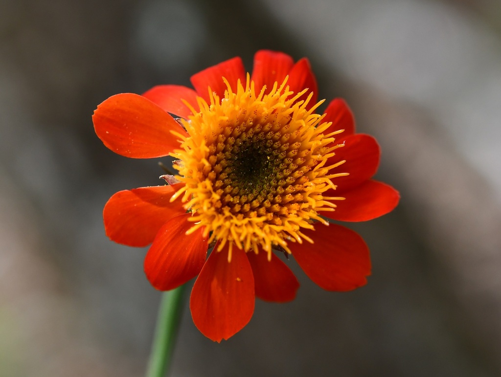 Adenophyllum aurantium