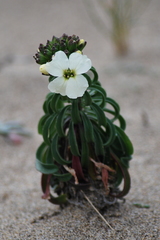 Erysimum concinnum