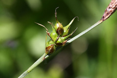 Carex longirostrata