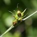 Carex longirostrata - Photo (c) V.S. Volkotrub, alguns direitos reservados (CC BY-NC), uploaded by V.S. Volkotrub