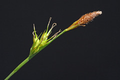 Carex longirostrata