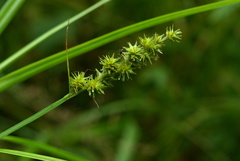 Carex maackii