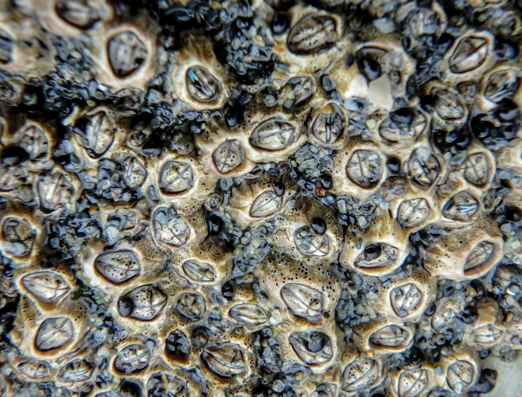 Montagu's Stellate Barnacle