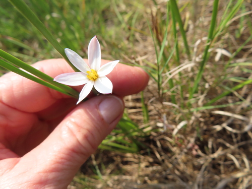 Image of Pauridia aquatica by (c) linkie, some rights reserved (CC BY)