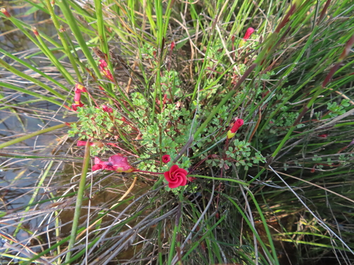 Image of Oxalis goniorhiza by (c) linkie, some rights reserved (CC BY)